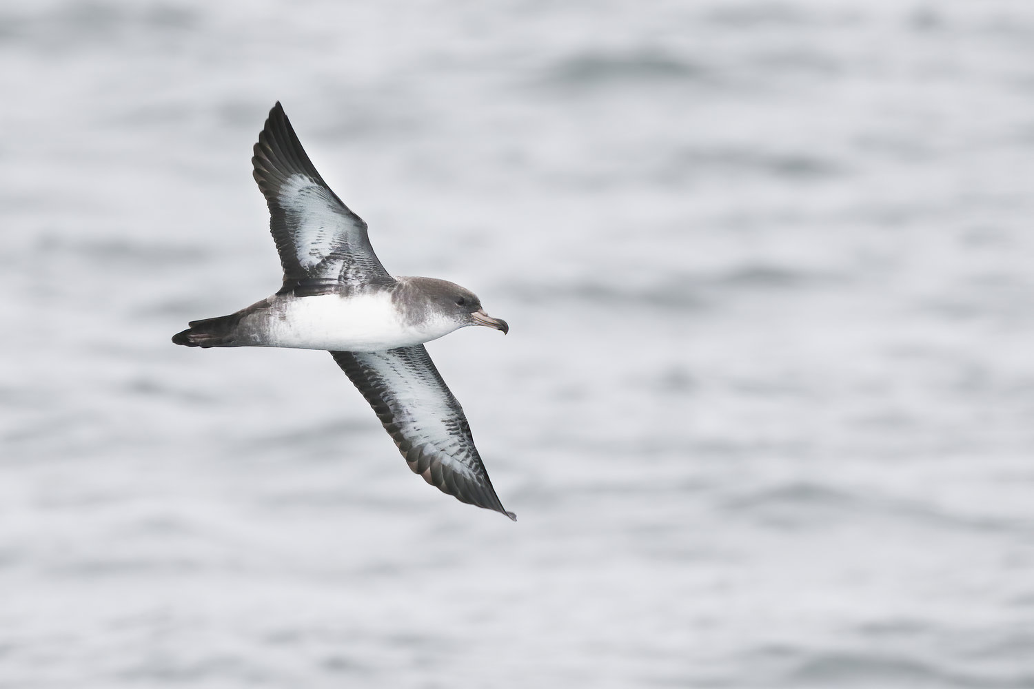 Pink-footed shearwater (Ardenna creatopus).